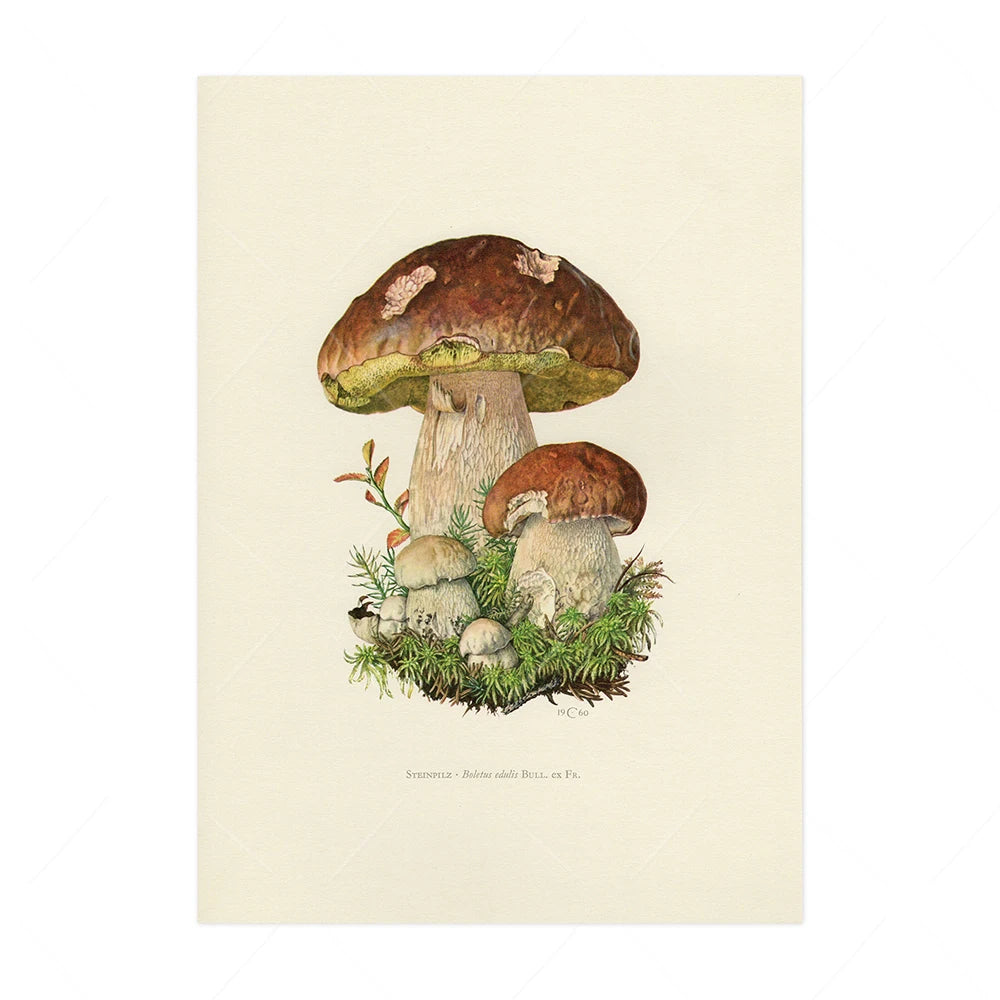 Vintage Mushroom Botanical Wall Art
