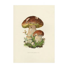 Vintage Mushroom Botanical Wall Art