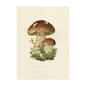 Vintage Mushroom Botanical Wall Art