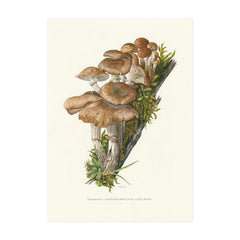 Vintage Mushroom Botanical Wall Art