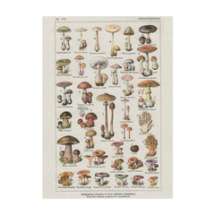 Vintage Mushroom Botanical Wall Art