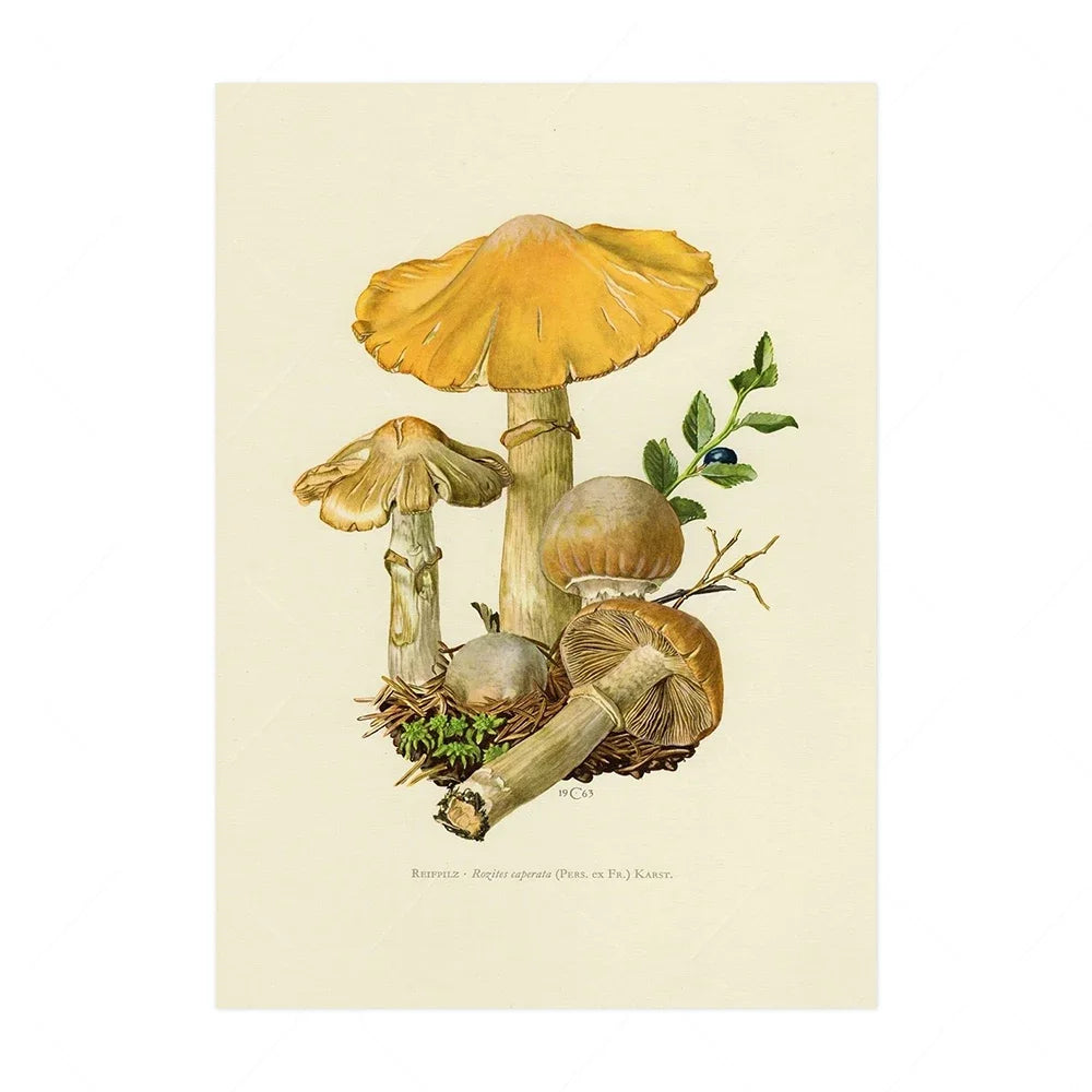 Vintage Mushroom Botanical Wall Art