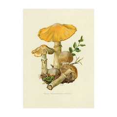 Vintage Mushroom Botanical Wall Art