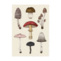 Vintage Mushroom Botanical Wall Art